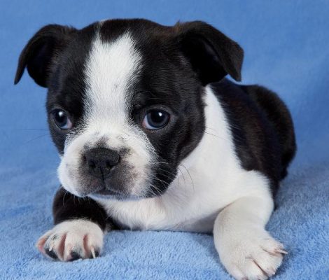 Boston Terrier Puppies, Boston Terrier Puppies Miami, Boston Terrier Puppies for Sale, Boston Terrier Puppies Store, bostonterriermiami.com